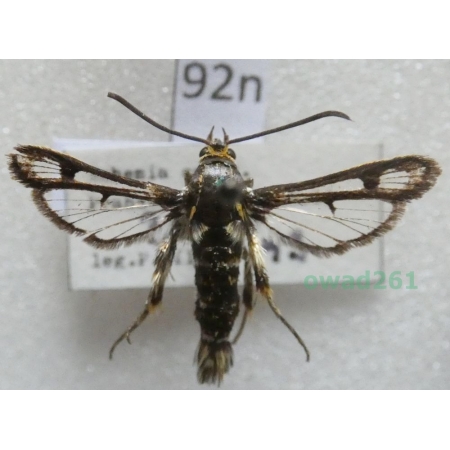Chamaesphecia dumonti Le Cerf, 1922 Czech92n